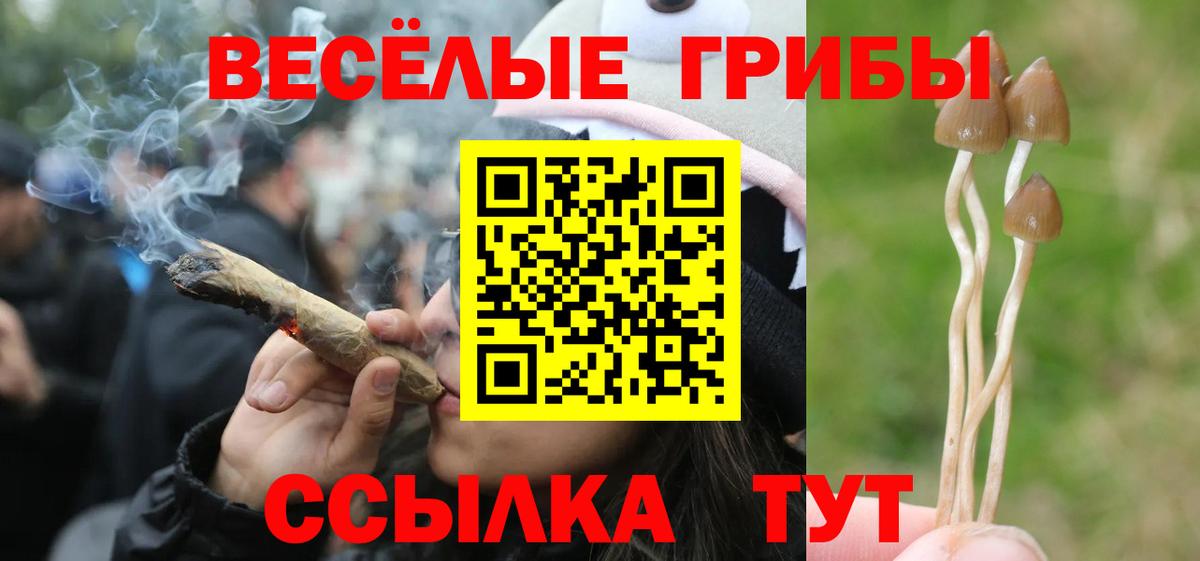 Гатчина  Псилоцибиновые грибы мицелий  Вход с VPN  Псилоцибиновые грибы прущие грибы 